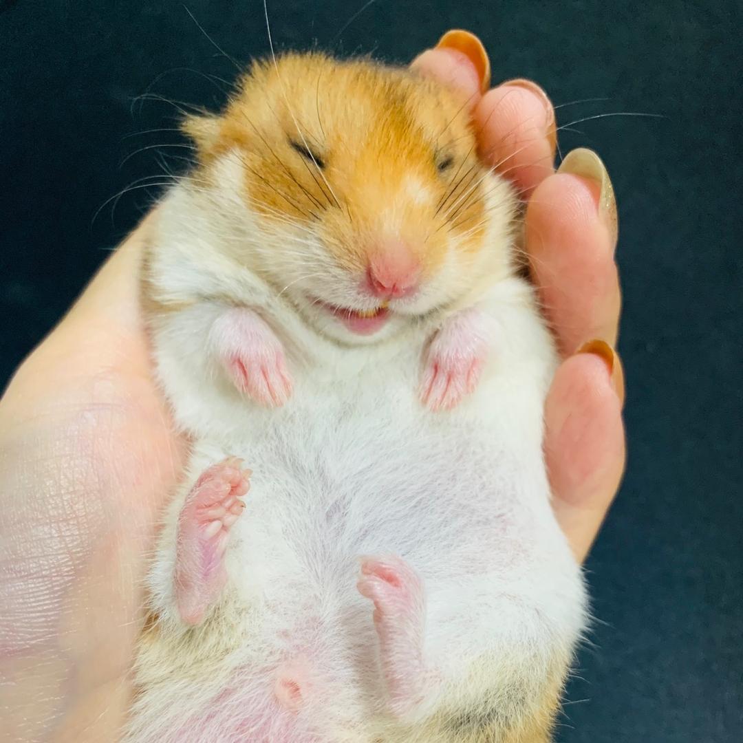 三只仓鼠🐹