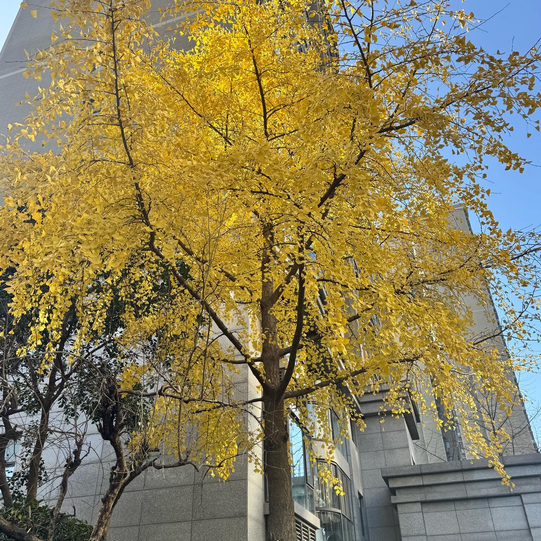 三阳开泰，四季发财