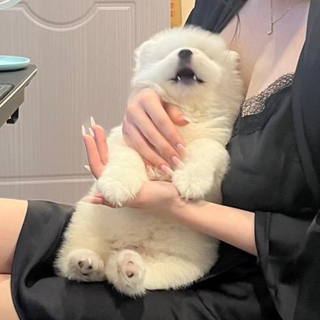 揣手手