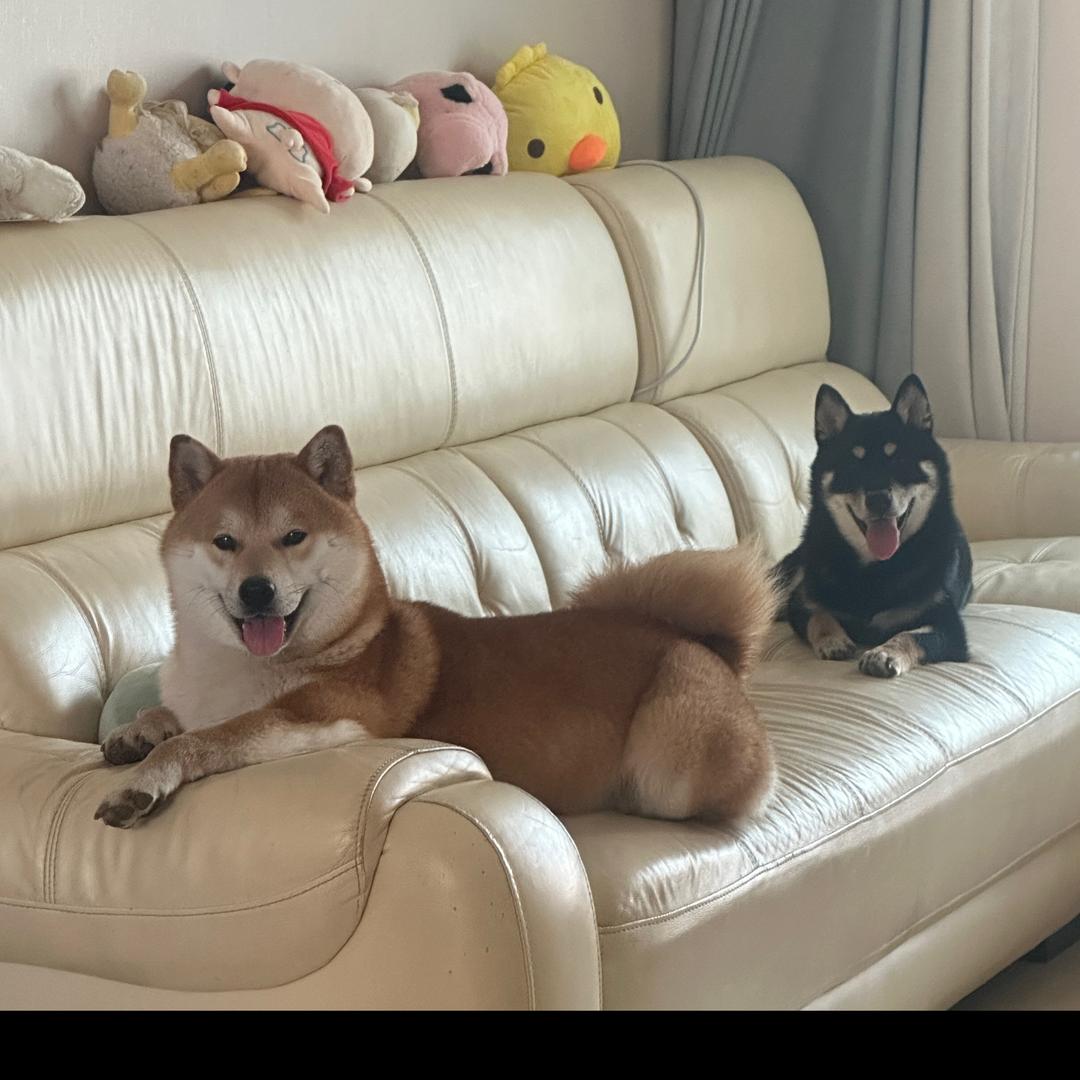 家有狗崽（求关注版）