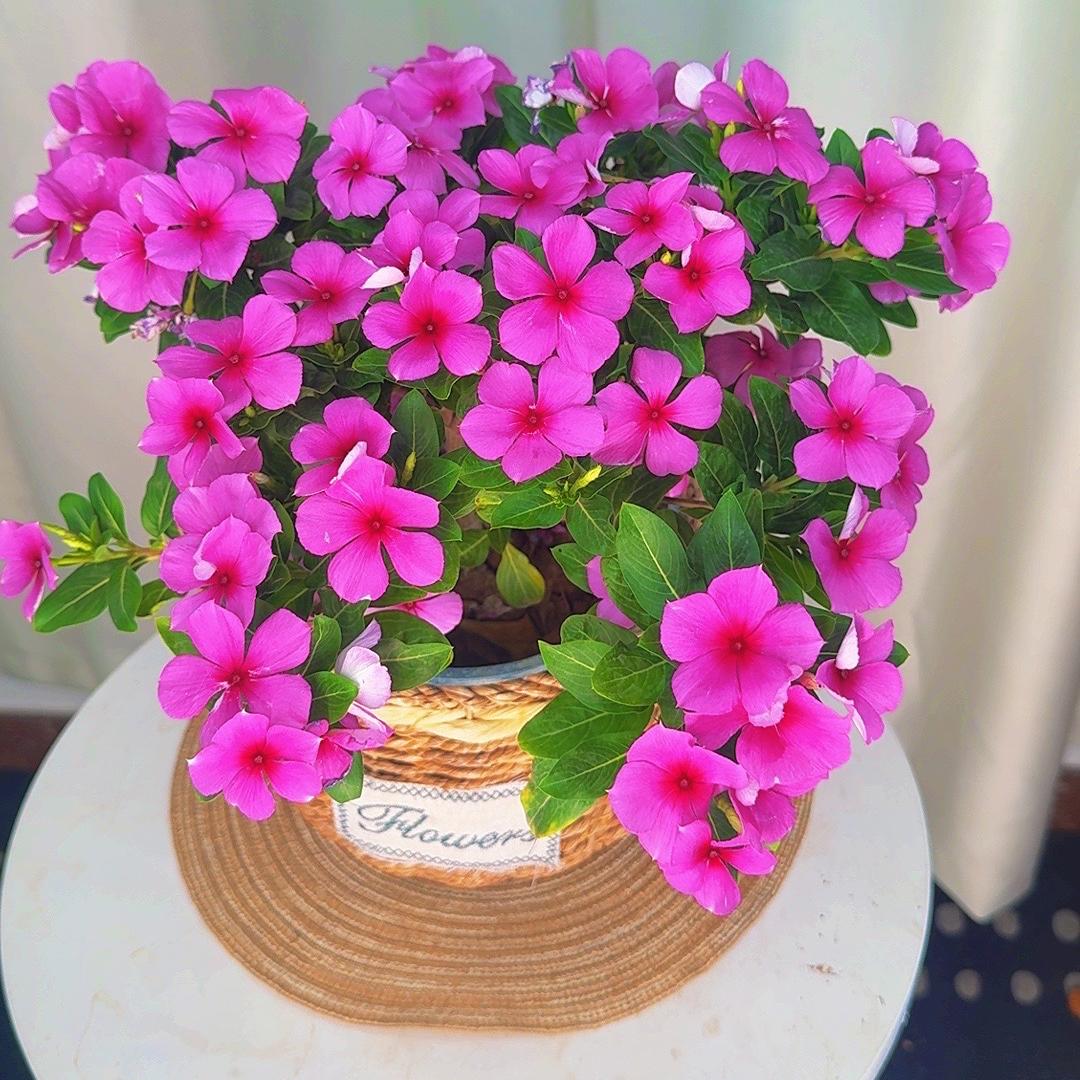 瑀汐花卉绿植基地