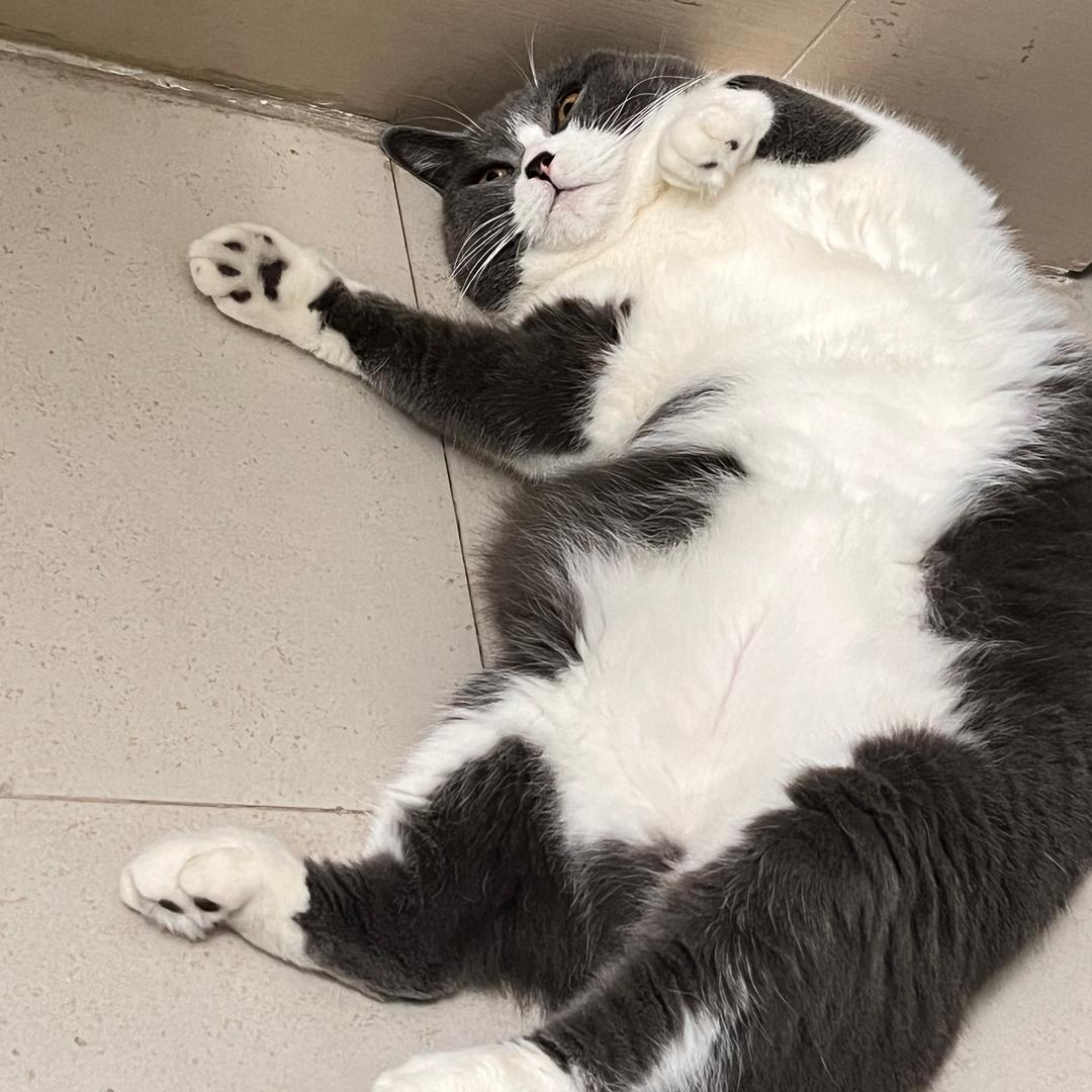 老猴说