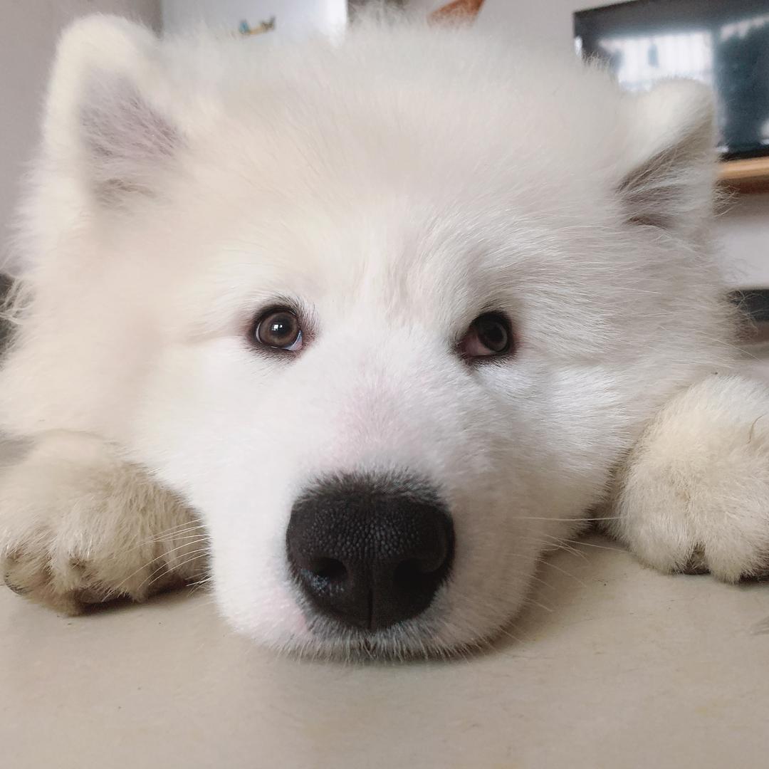 十月是只萨摩耶