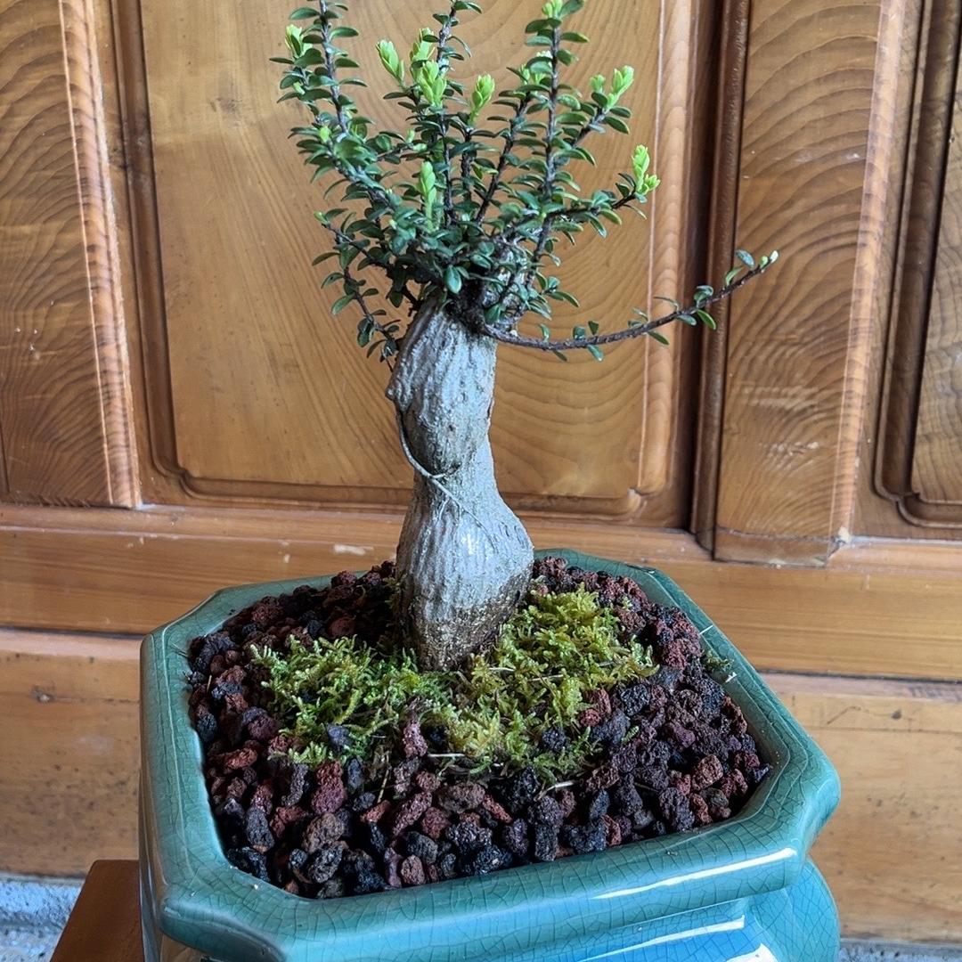 腾冲市七里香花卉店