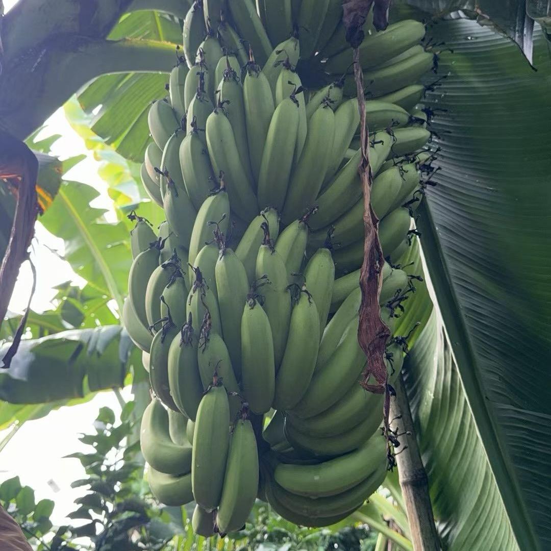 平和水果*特产零售和批发