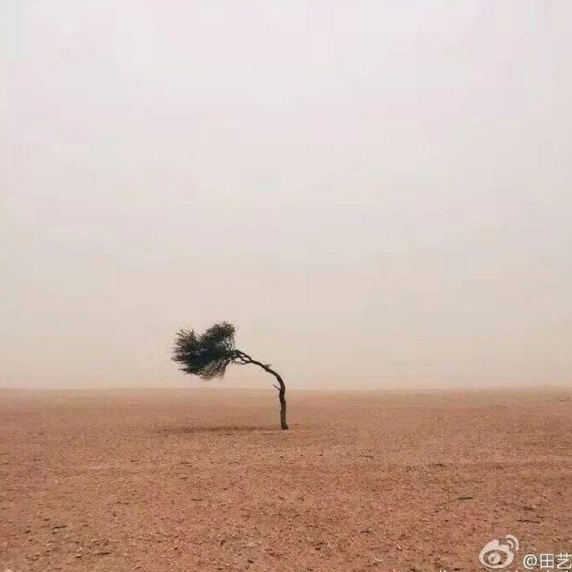 海贼龙（苦乐年华）