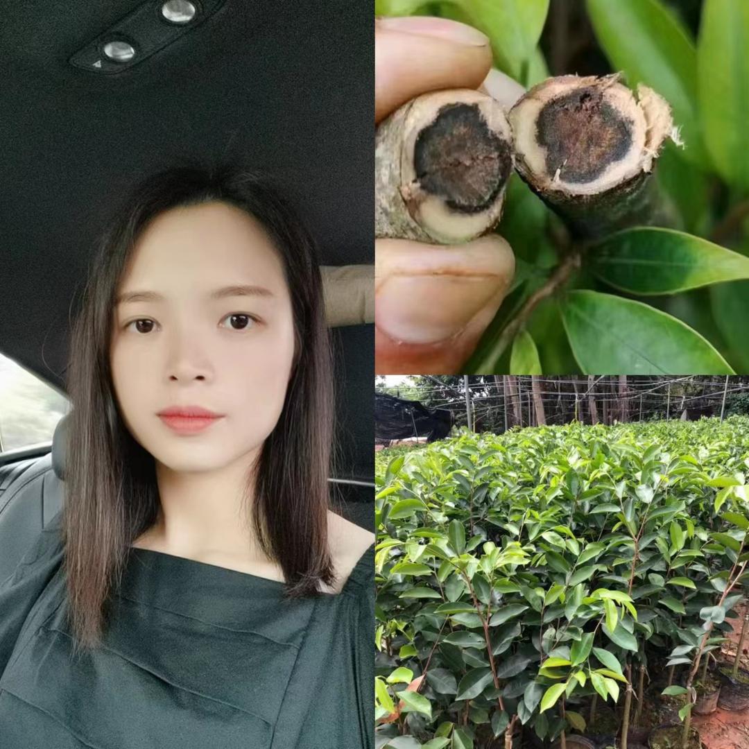 莲香阁苗木园林
