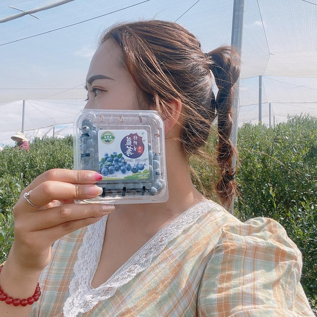蓝田农业专注蓝莓