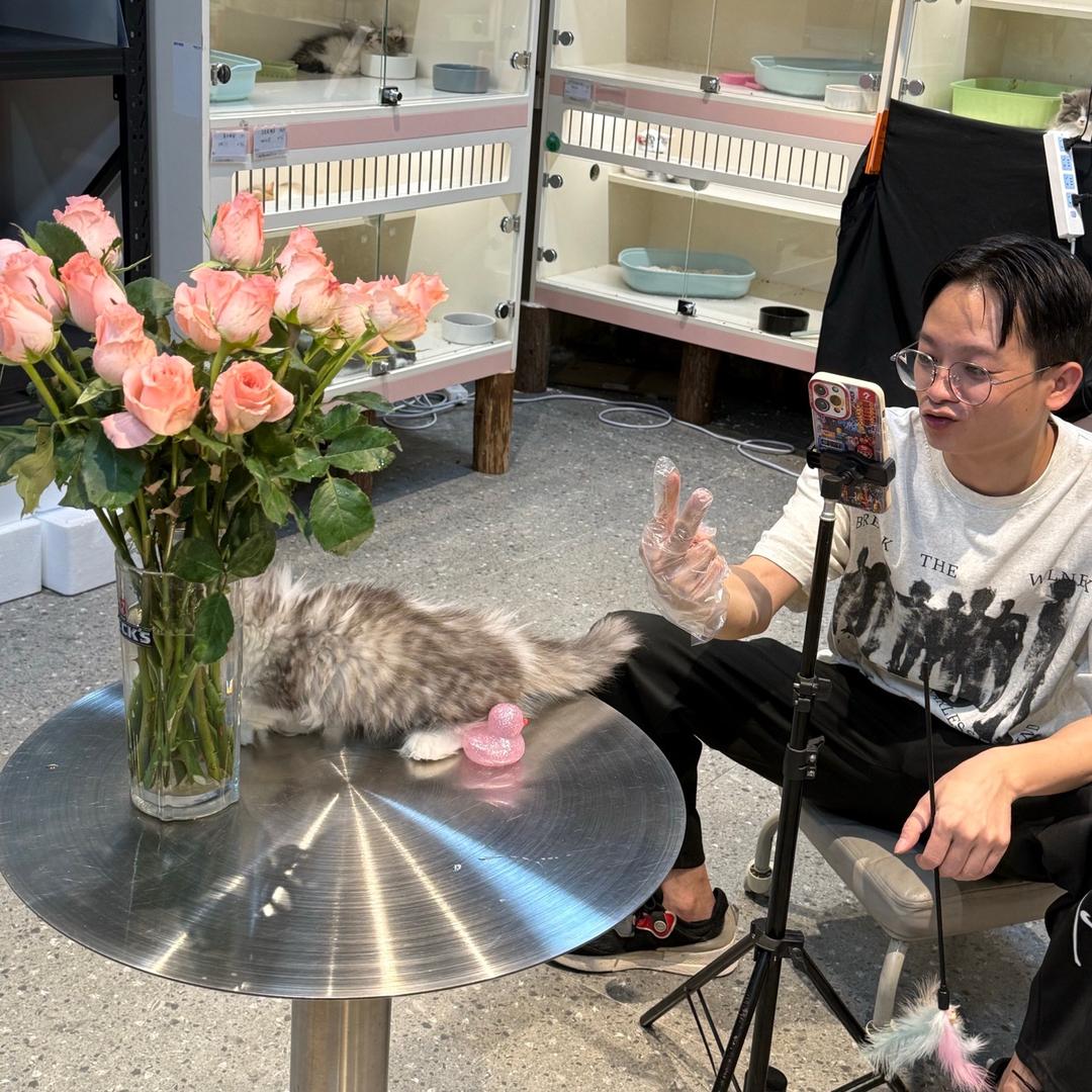 深圳猫狗小站直播号-杰咪