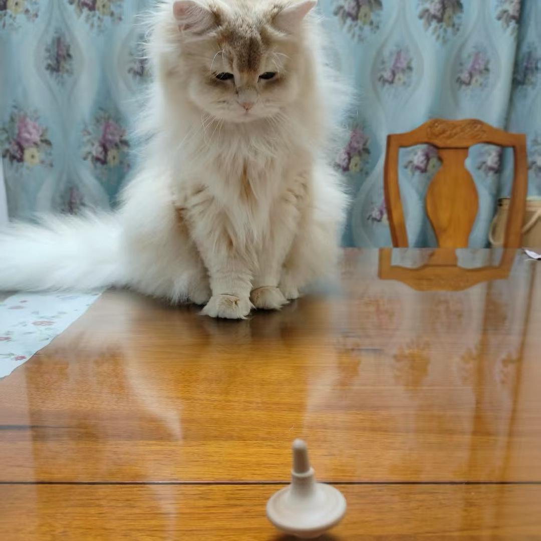 小猫猫猫