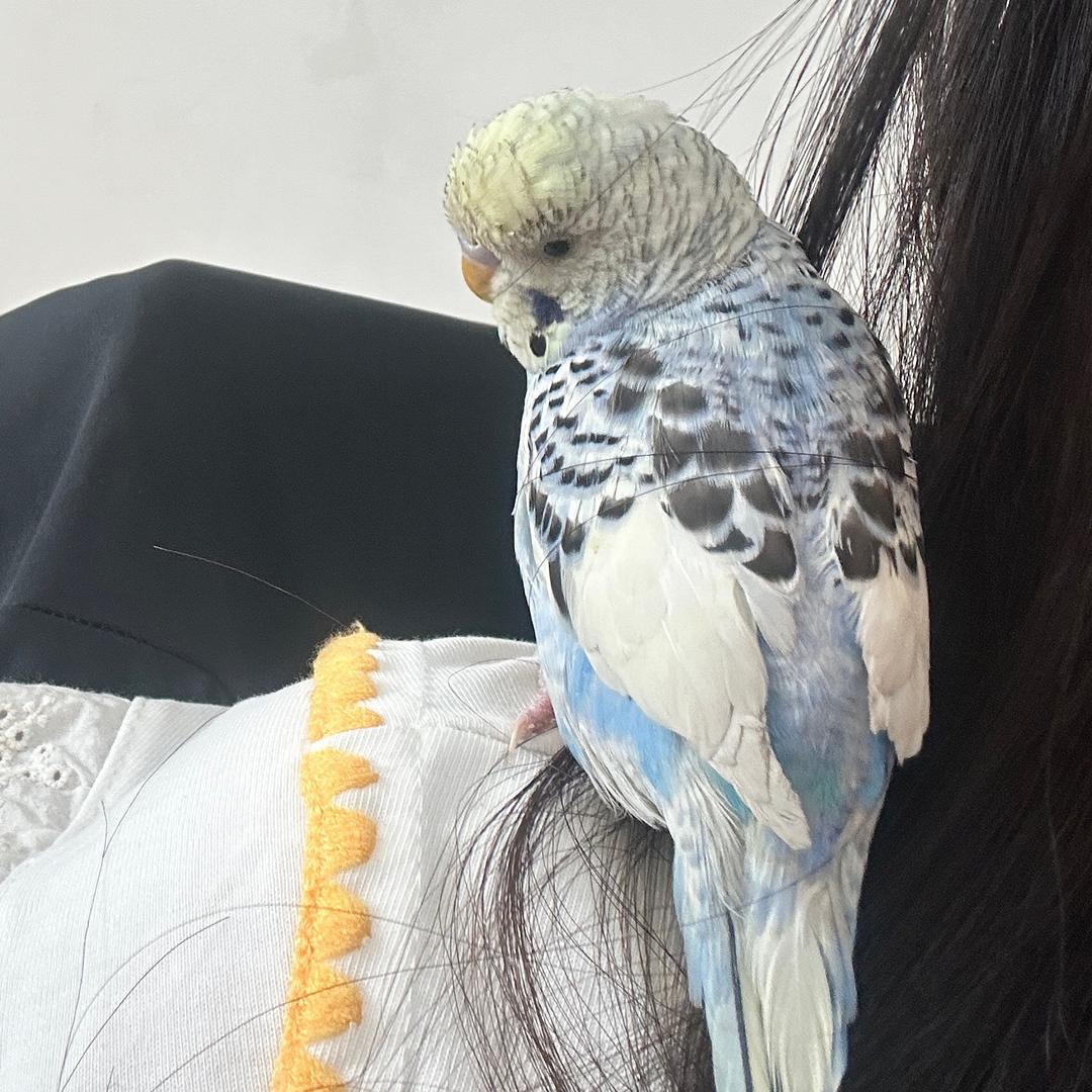 大不了不吃了