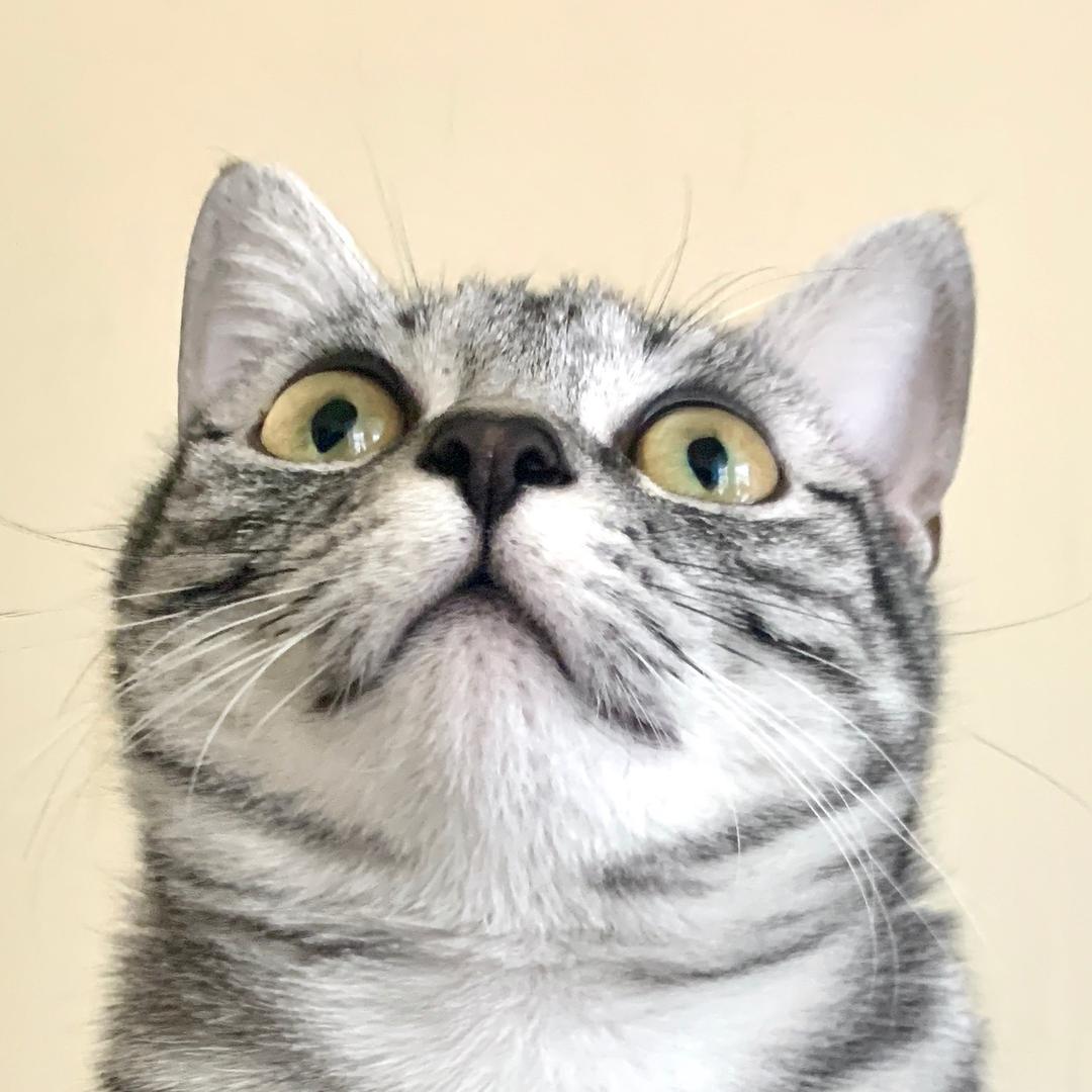 一只憨憨七七
