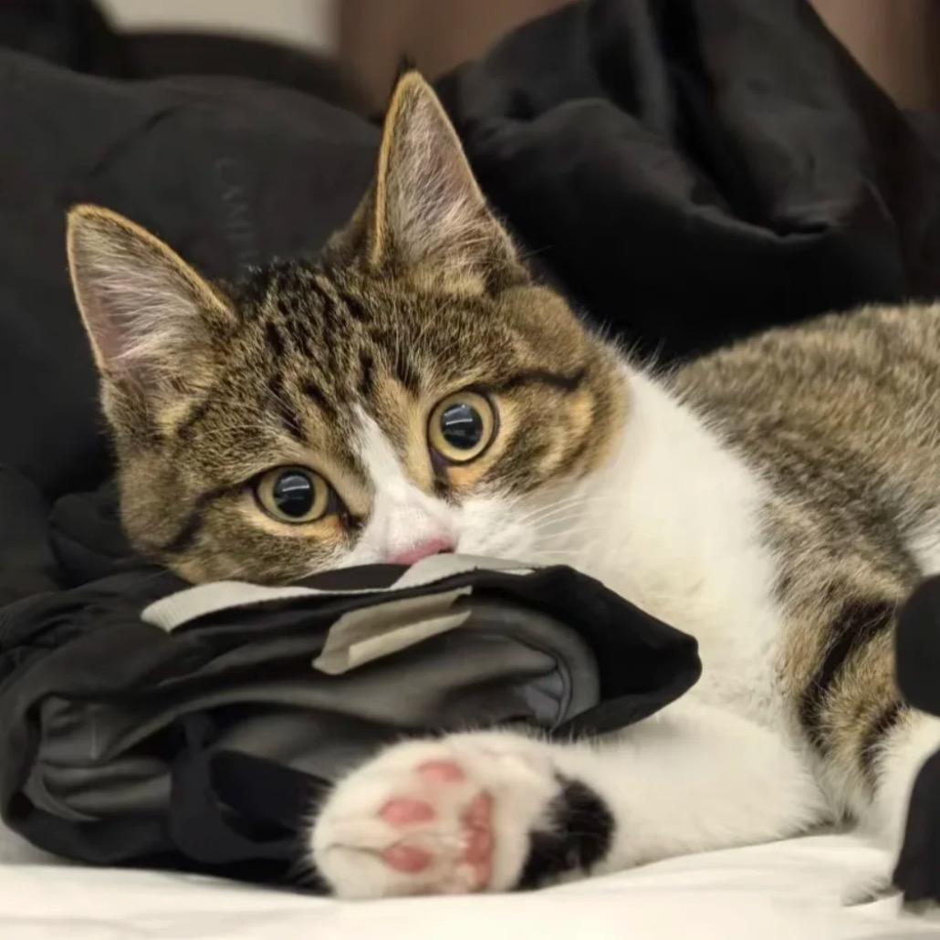 多放辣椒多放香菜多放葱花