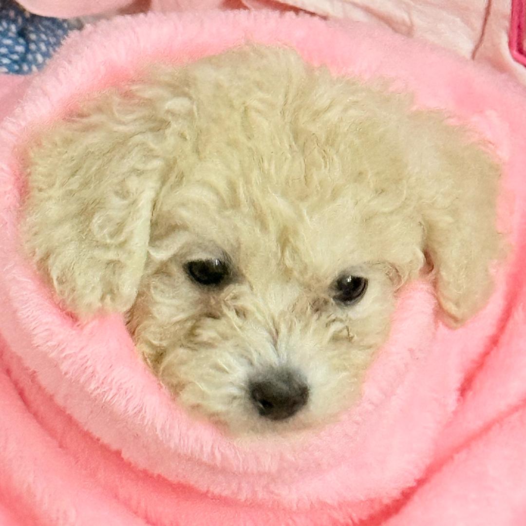 薯条小王