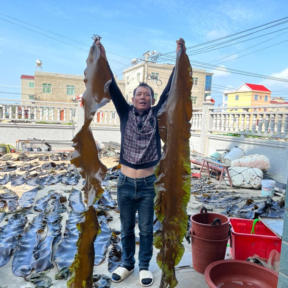 金发 海带苗 海带中介