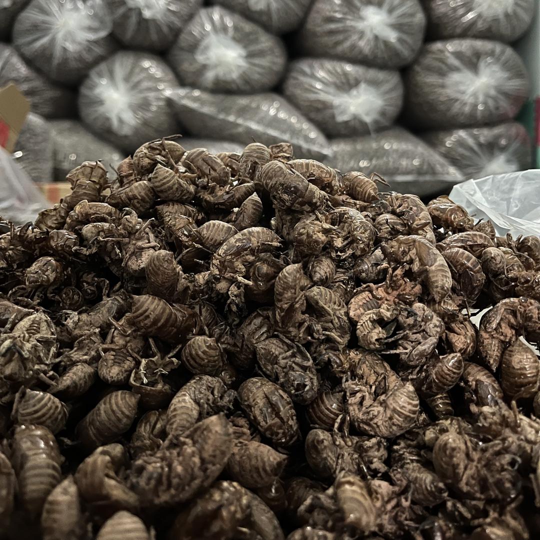 二娃收蝉蜕（点点关注）