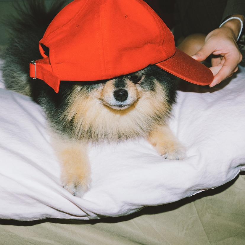 -霸王龙会去彩虹岛取经！