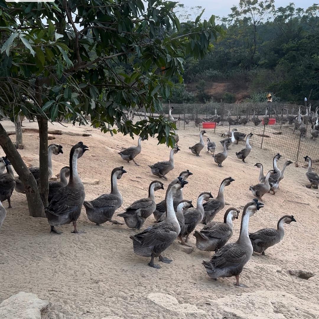 养殖小哥生活小号