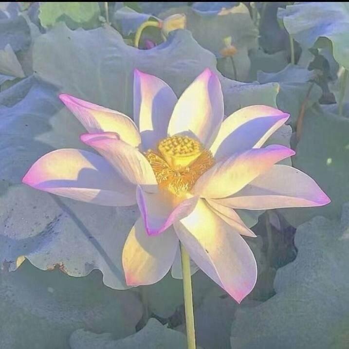 又一秋