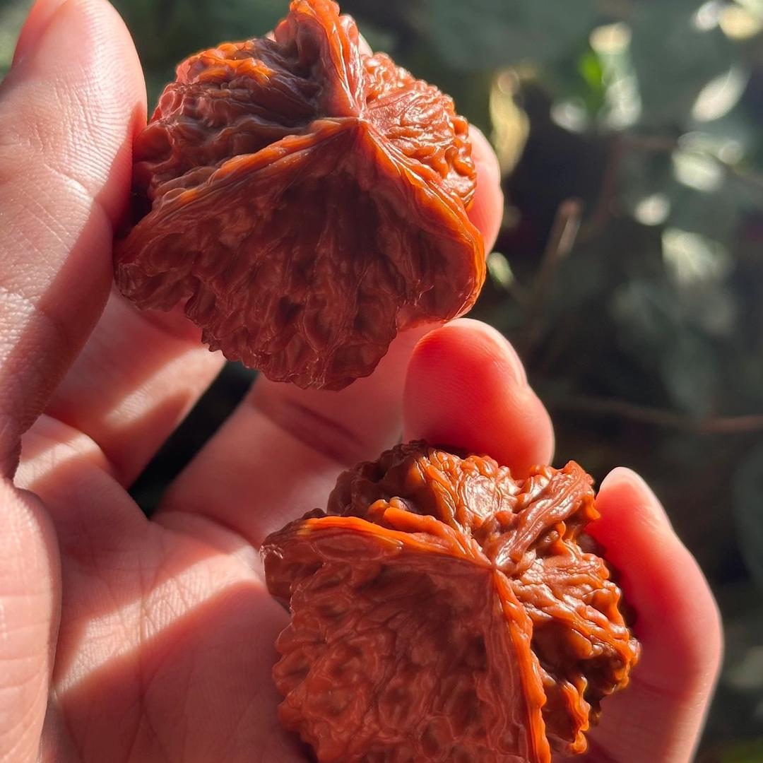 龙龙家核桃铺子
