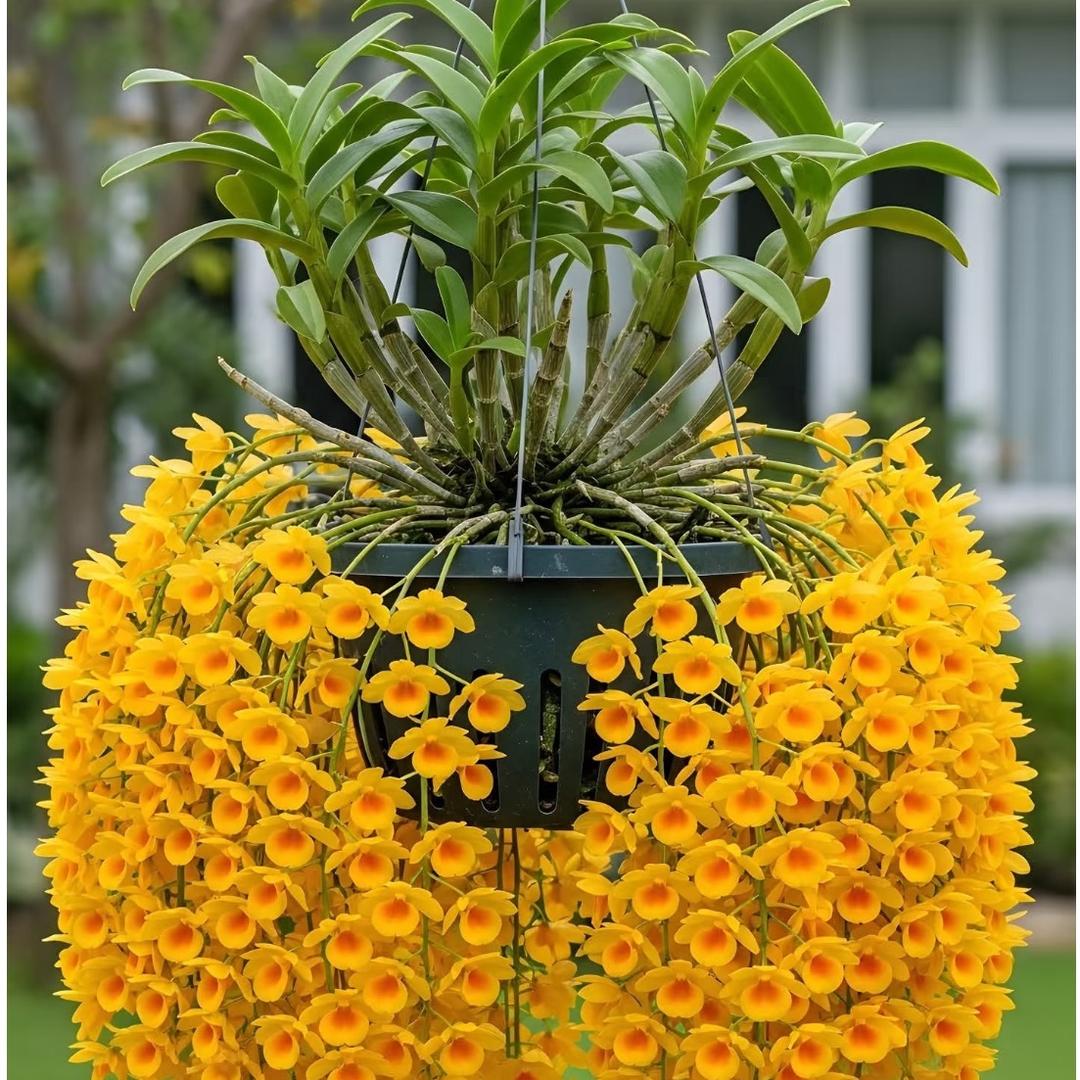 悠悠