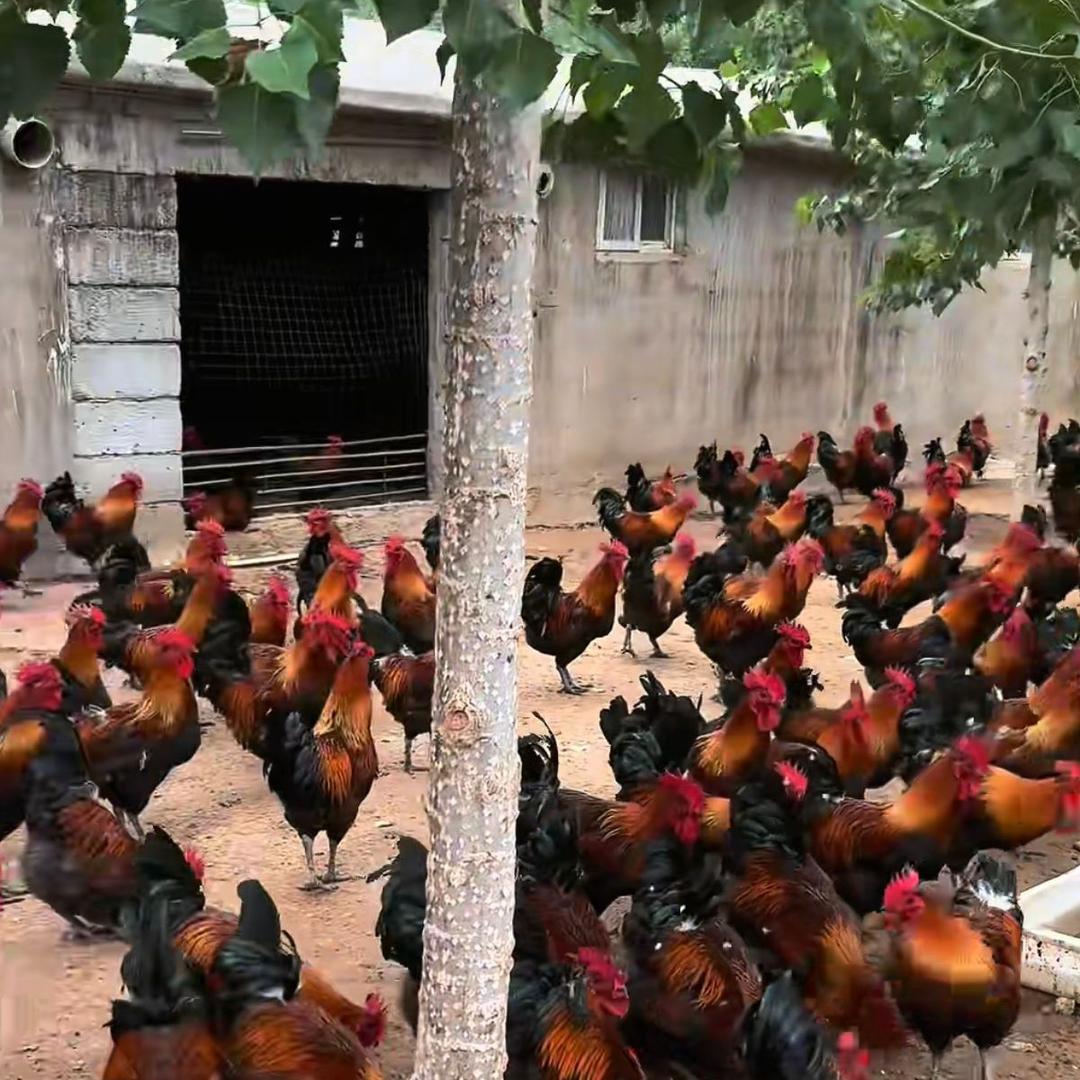 农家土鸡厂