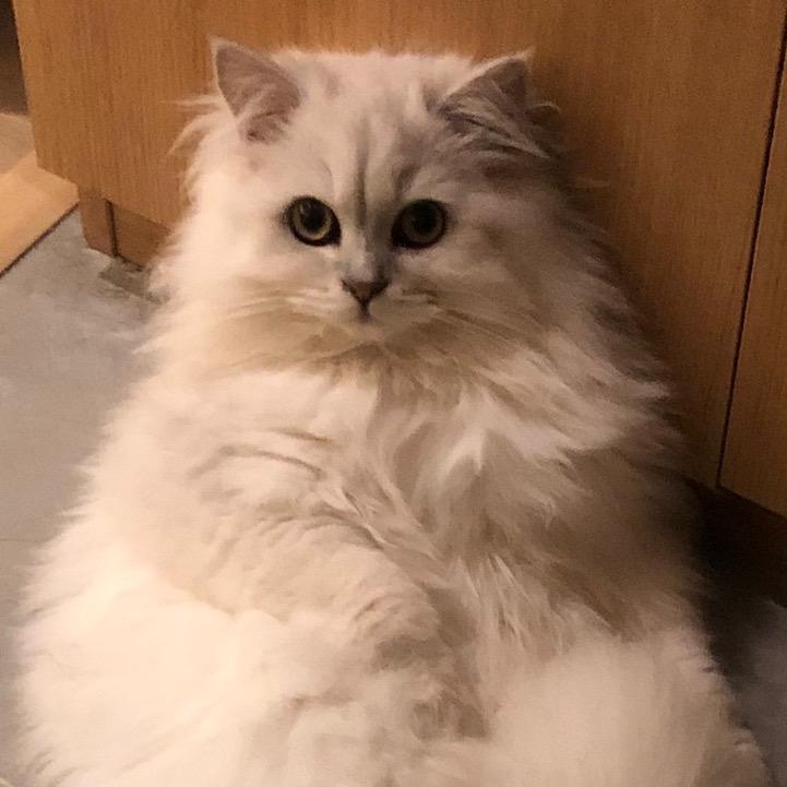 回春妙手秦易头像