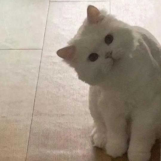 中午吃什么🤔