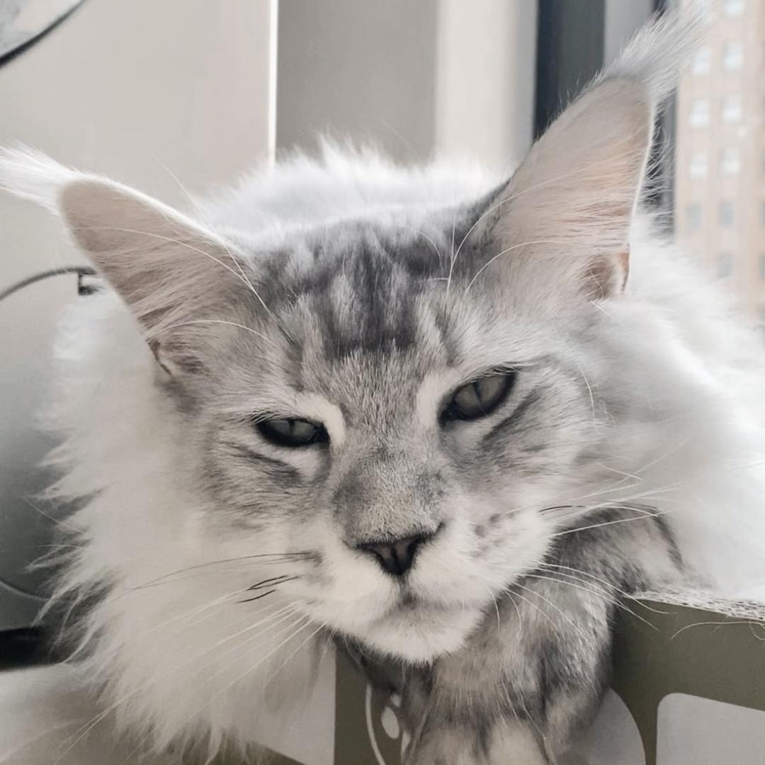 奥利奥🐱喵