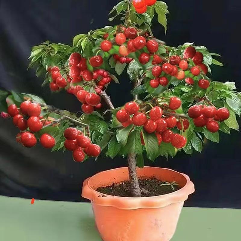 茗果爱芊芳果树苗木专卖店