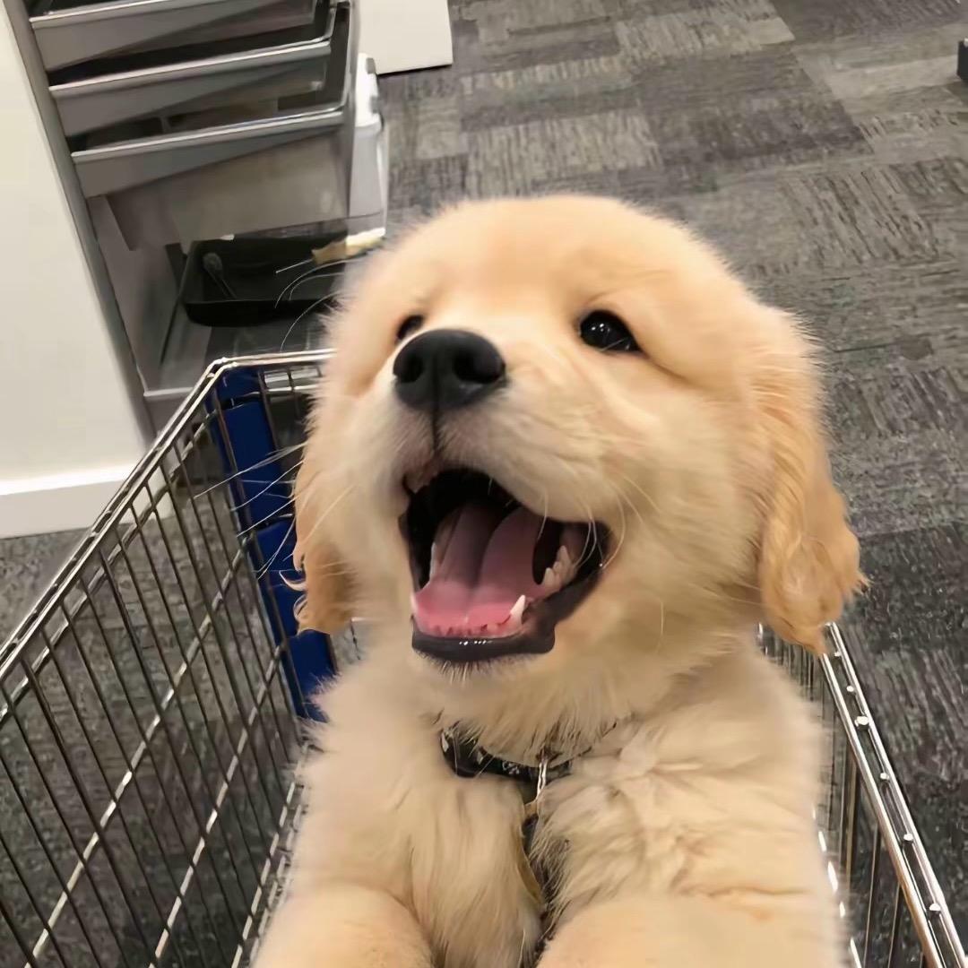 养乐多（讨厌护考版