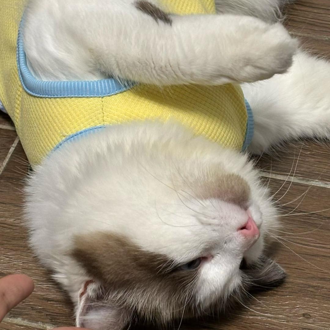 与君初相识🌼