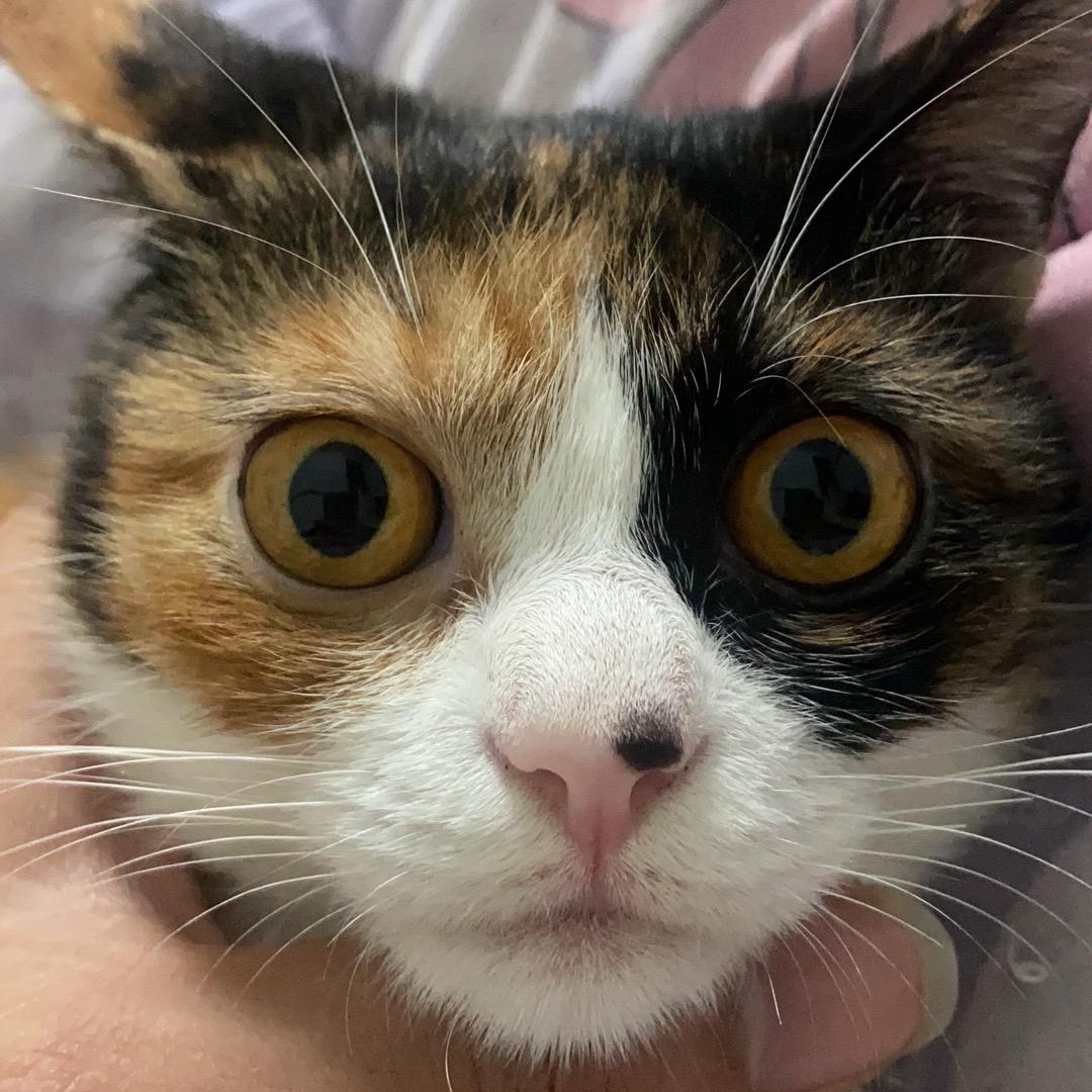 薛小猫
