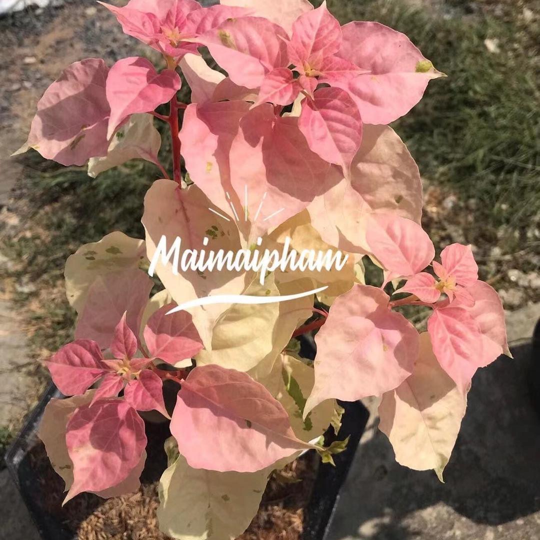 三笙花坊（三角梅）