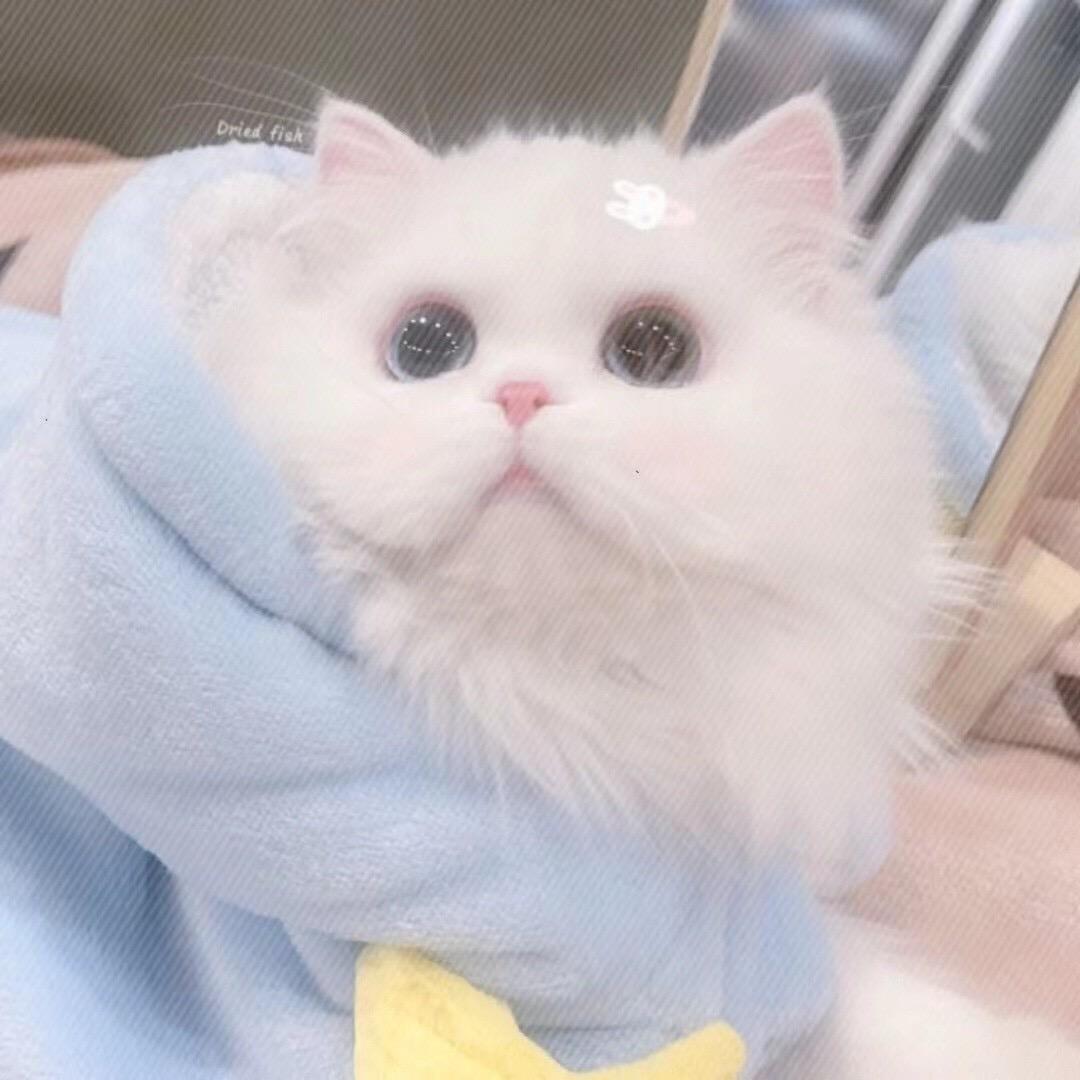 甜辞不是软妹a.💤