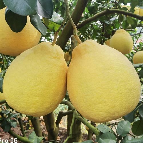 姿丰丰诚果树苗木专卖店