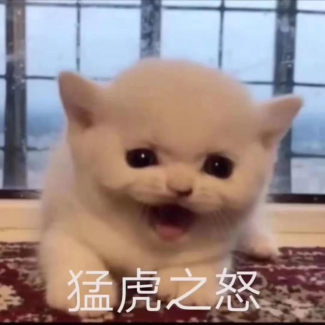 宅小胖