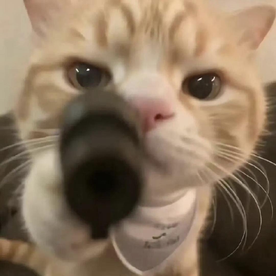 爱喝冰美式🐈‍⬛