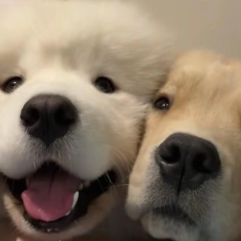 小不点🐶
