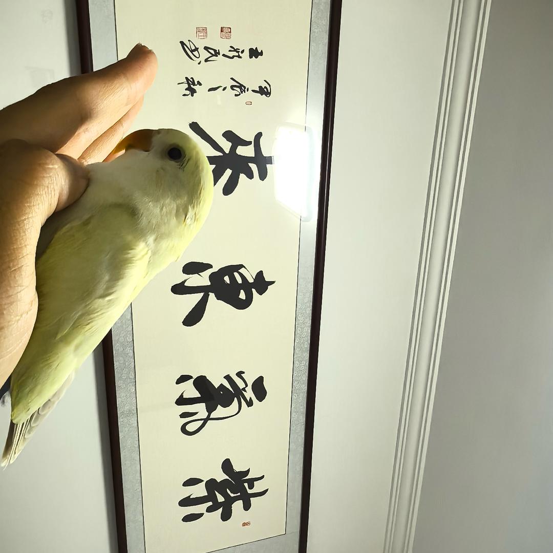 京东鹦鹉刺客