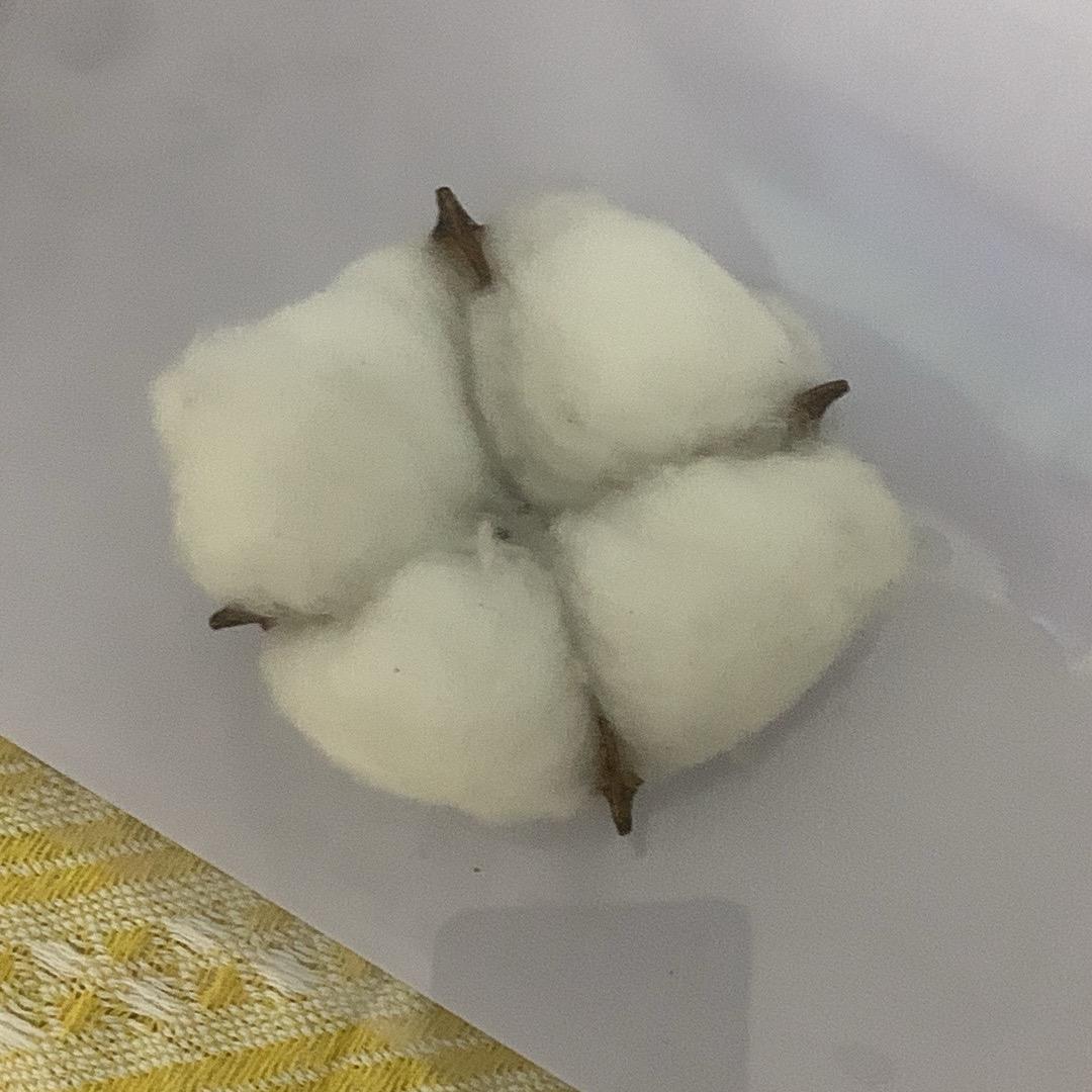 恬棉熊