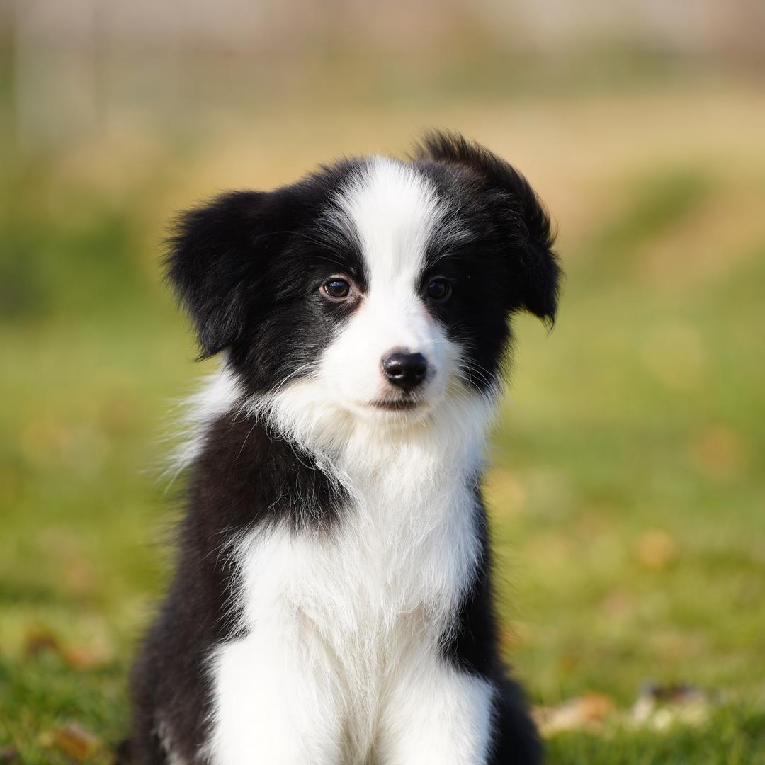 云墨边牧犬舍-逸轩