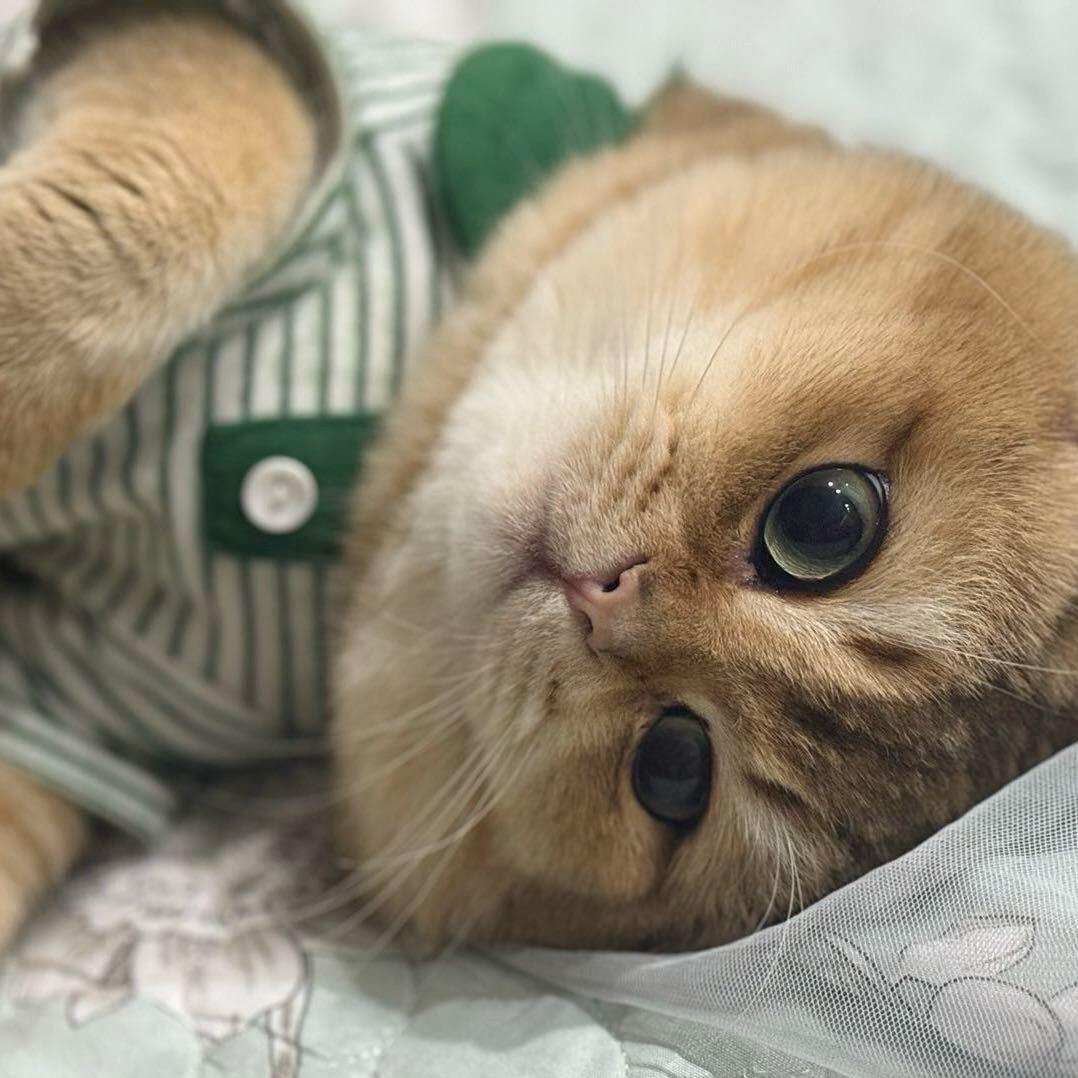 喵喵刘金宝🐱😘