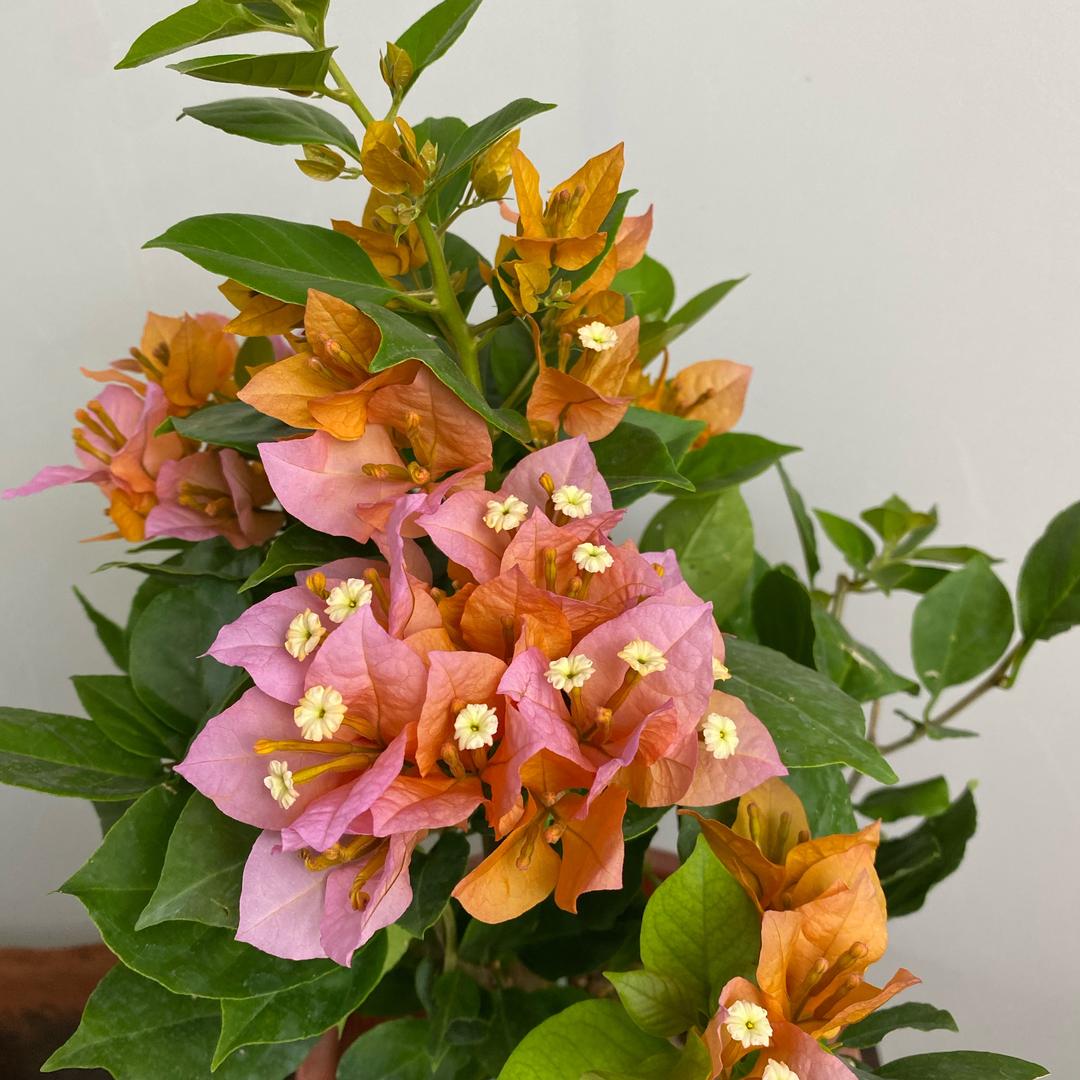 雅婷花艺坊