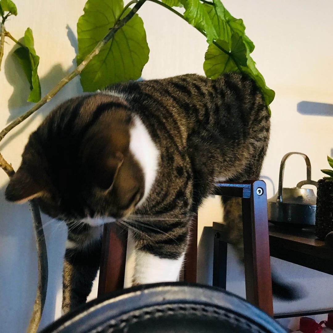 炊烟