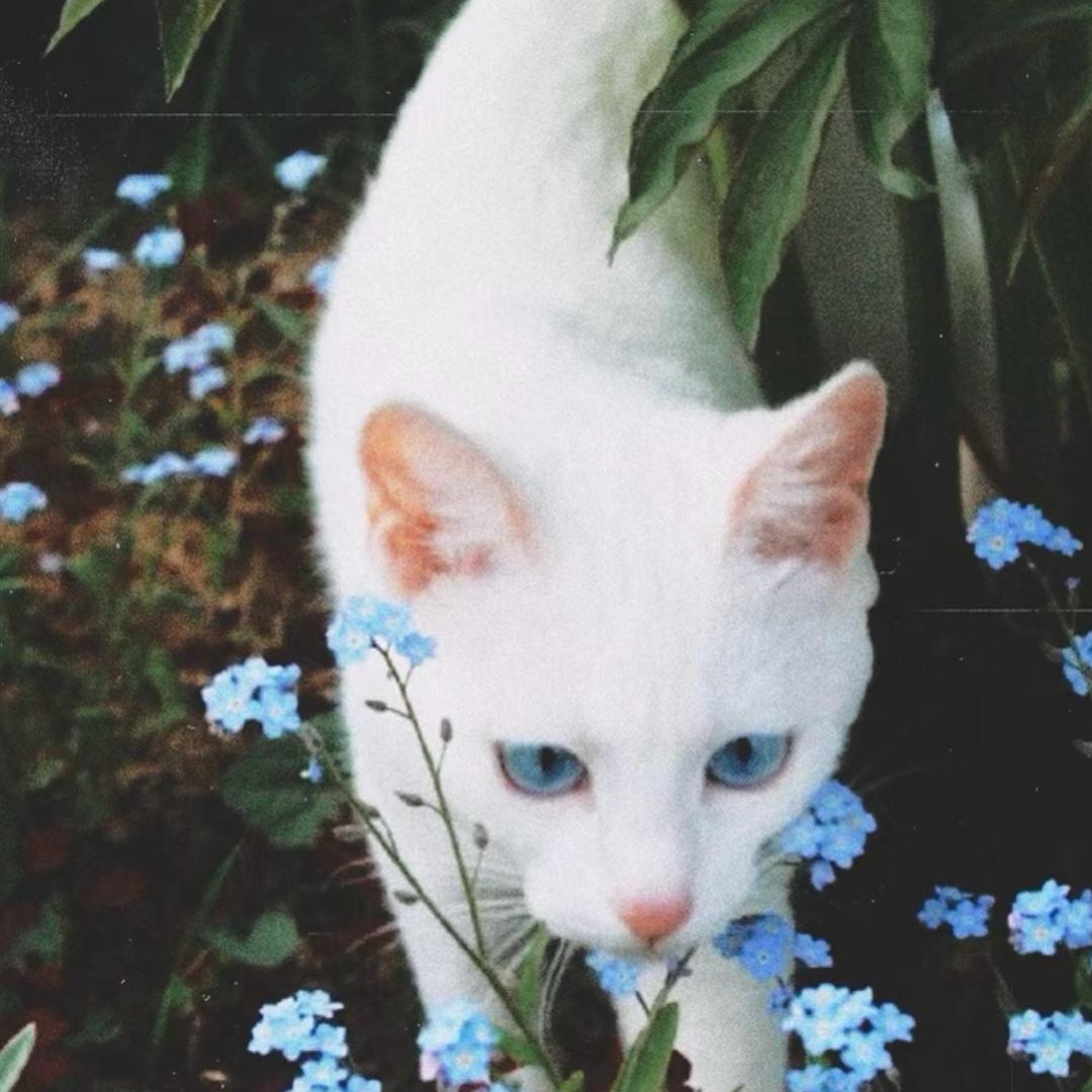 猫喵教