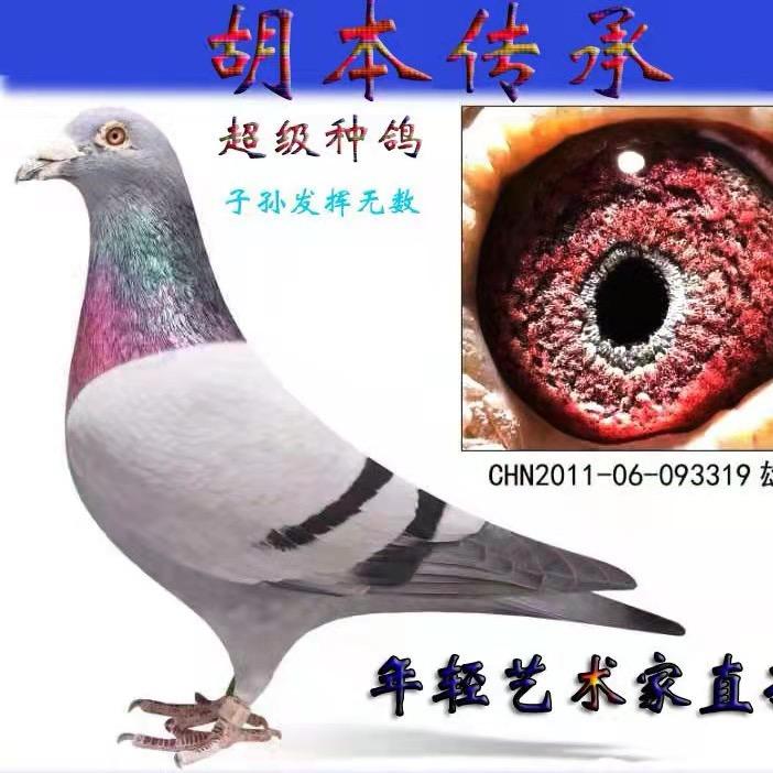 霍胜赛鸽