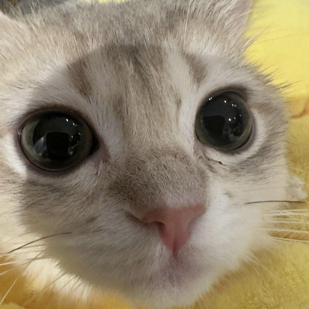 考拉🐨 ྀི