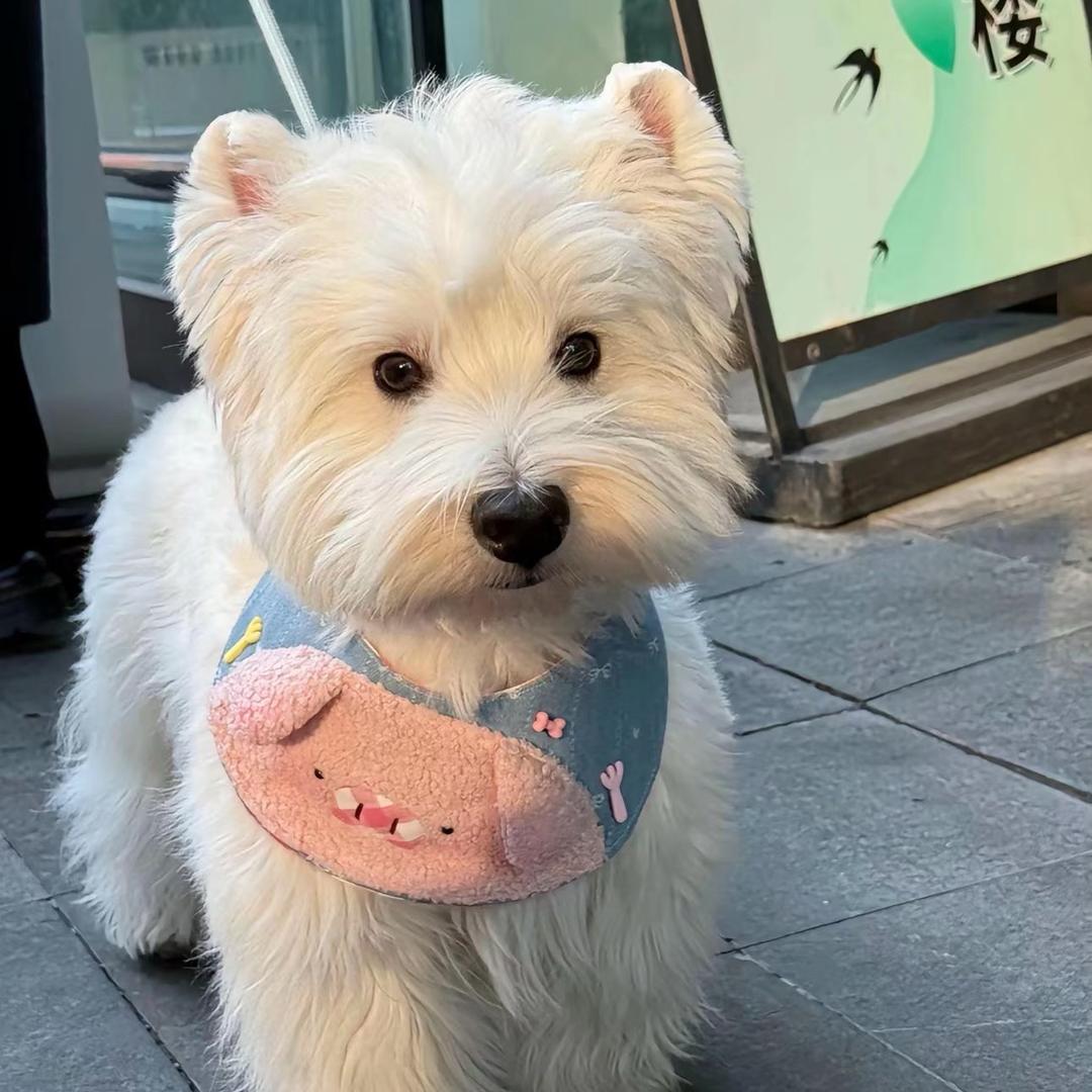 土豆侠大王🍟