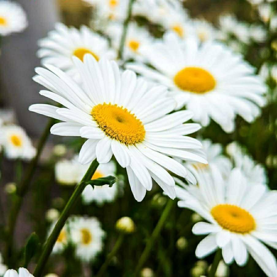 深圳福田租房八月（捌月）